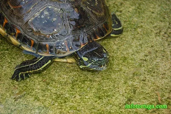 Trachemys emolli - Tortuga escurridiza de Nicaragua Trachemys emolli - Tortuga escurridiza de Nicaragua