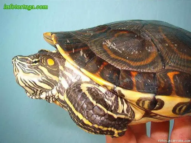 Trachemys emolli - Tortuga escurridiza de Nicaragua Trachemys emolli - Tortuga escurridiza de Nicaragua