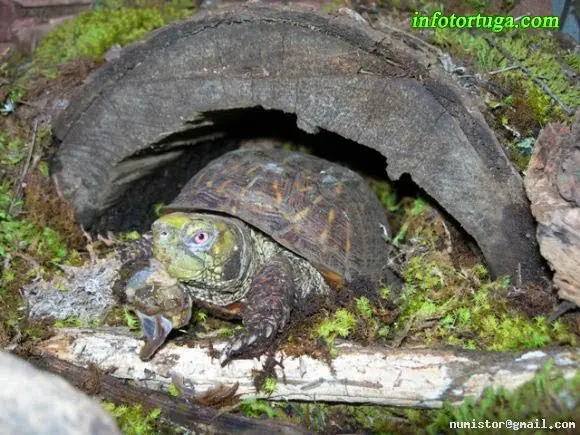 Terrapene ornata comiendo Terrapene ornata comiendo