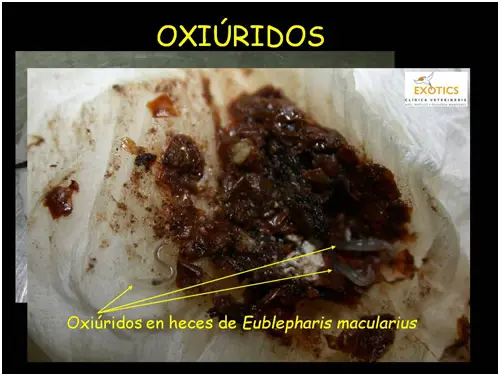 Oxiúridos Oxiúridos