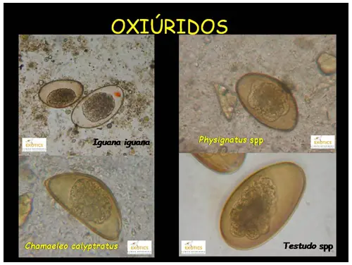 Oxiúridos en reptiles Oxiúridos en reptiles