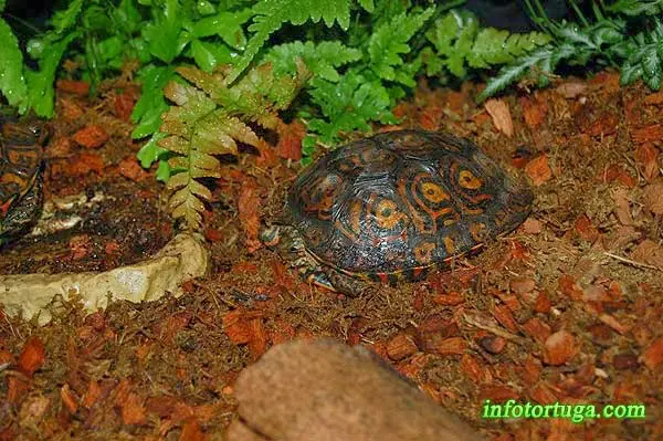 Tortuga pintada de bosque en su terrario Tortuga pintada de bosque en su terrario