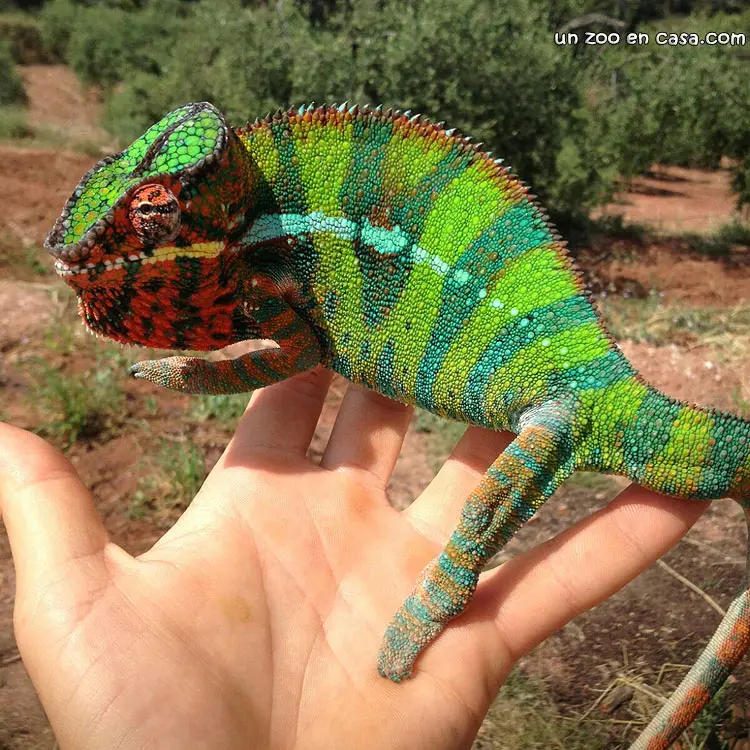 Macho de camaleón pantera (Furcifer pardalis) Macho de camaleón pantera (Furcifer pardalis)