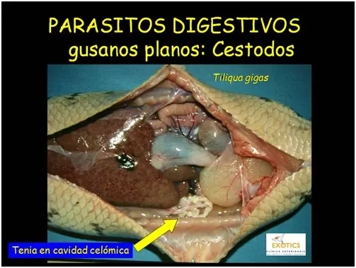 Cestodos Cestodos