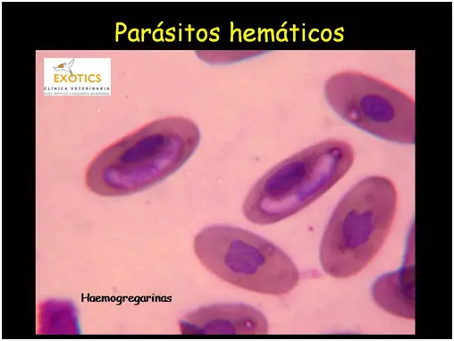 Parásitos hemáticos Parásitos hemáticos
