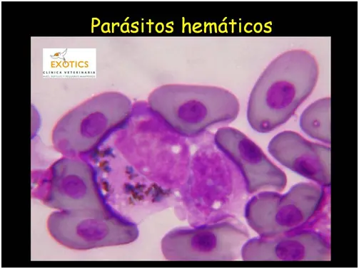 Parásitos hemáticos Parásitos hemáticos