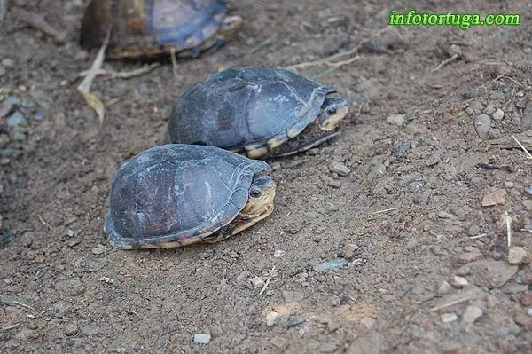 Pareja de Kinosternon leucostomum Pareja de Kinosternon leucostomum
