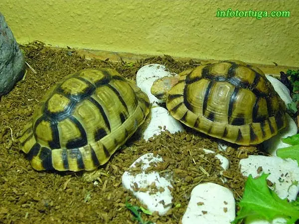 Testudo kleinmanni - Tortuga egipcia Testudo kleinmanni - Tortuga egipcia