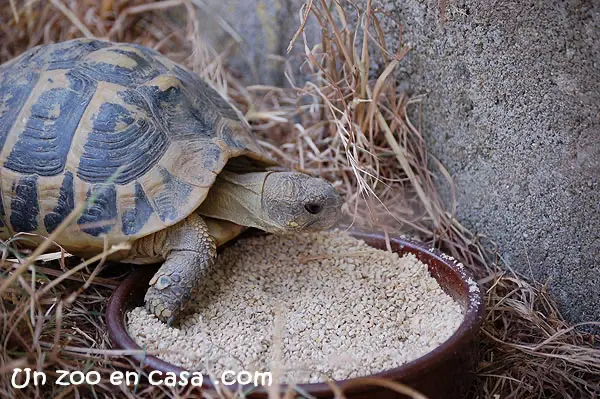 Tortuga mediterránea comiendo Tortuga mediterránea comiendo