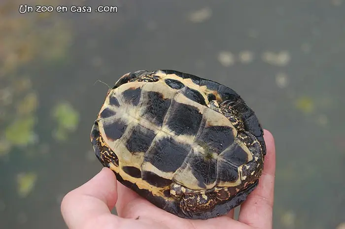 Mauremys leprosa, plastrón Plastrón de Mauremys leprosa