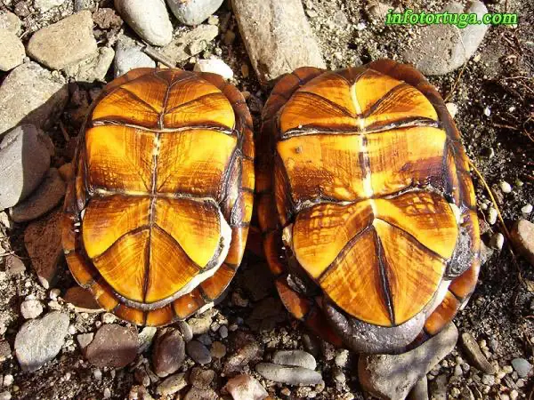 Kinosternon cruentatum - Tortuga candado Kinosternon cruentatum - Tortuga candado