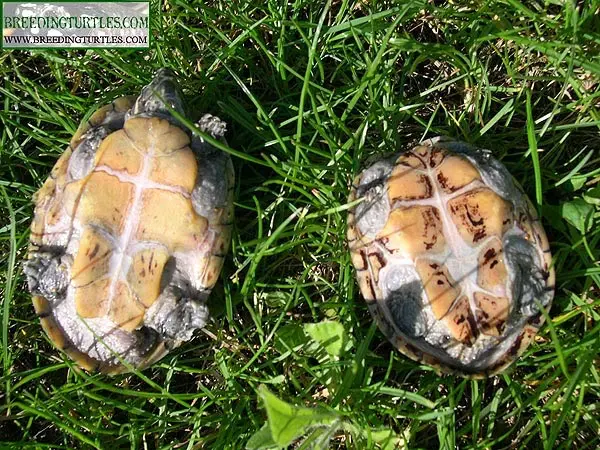 Plastrón de Sternotherus odoratus Plastrón de Sternotherus odoratus