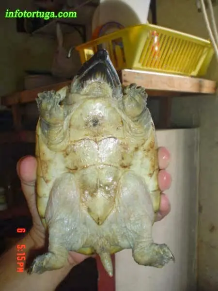 Staurotypus triporcatus adulta Staurotypus triporcatus adulta