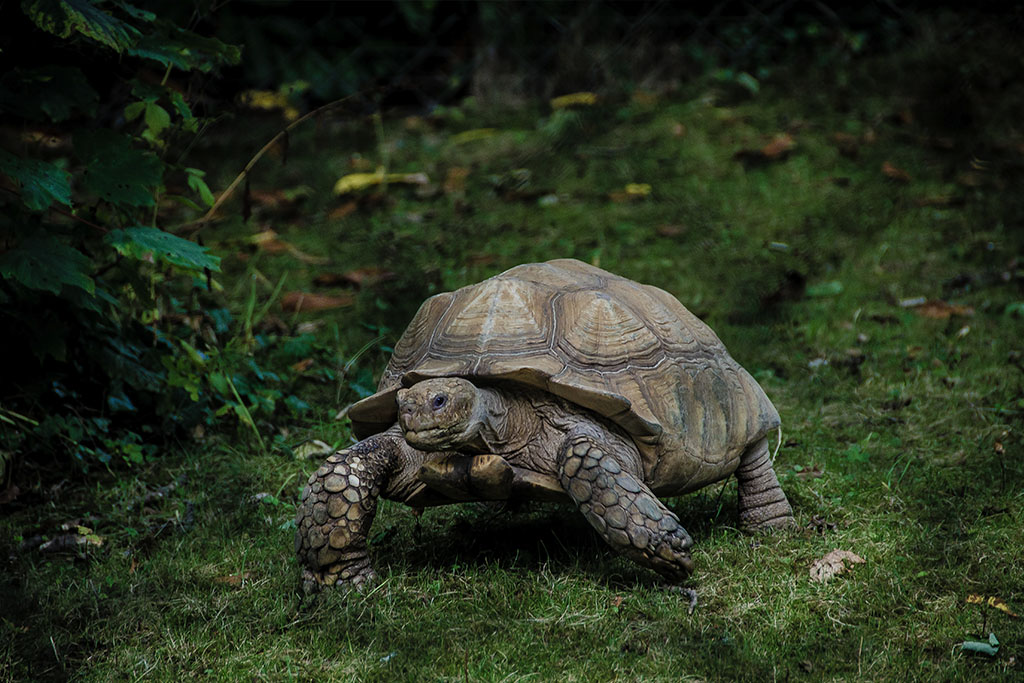 Descubre por qué las tortugas son tan lentas