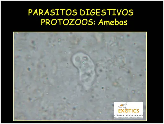 Amebas Amebas
