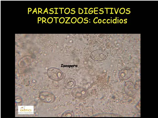 Coccidios Coccidios