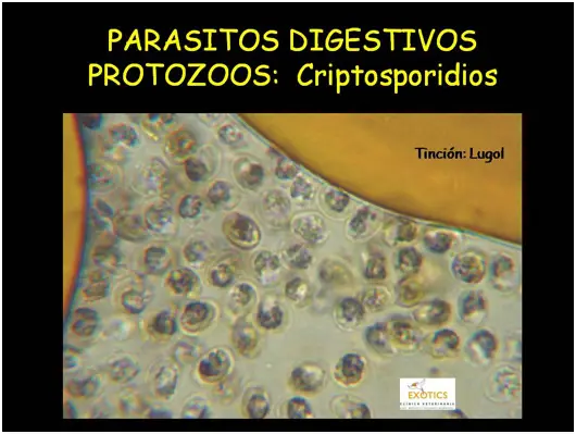 Criptosporidios Criptosporidios