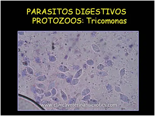 Tricomonas Tricomonas