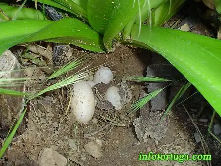 Huevos de Kinosternon cruentatum Huevos de Kinosternon cruentatum