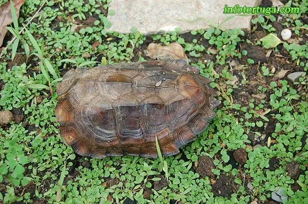 Pyxidea mouhotii - Tortuga caja carenada Pyxidea mouhotii - Tortuga caja carenada