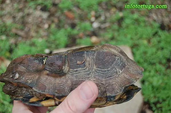Pyxidea mouhotii - Tortuga caja carenada Pyxidea mouhotii - Tortuga caja carenada