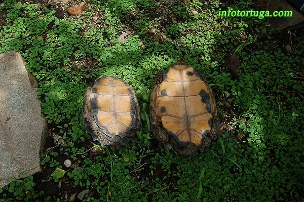 Diferencia entre un macho y una hembra de Pyxidea mouhotii Diferencia entre un macho y una hembra de Pyxidea mouhotii