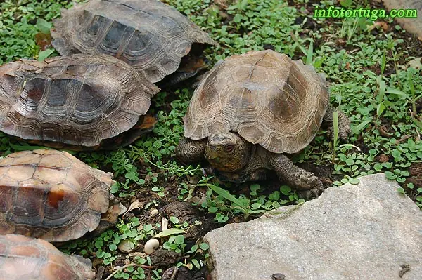 Pyxidea mouhotii - Tortuga caja carenada Pyxidea mouhotii - Tortuga caja carenada