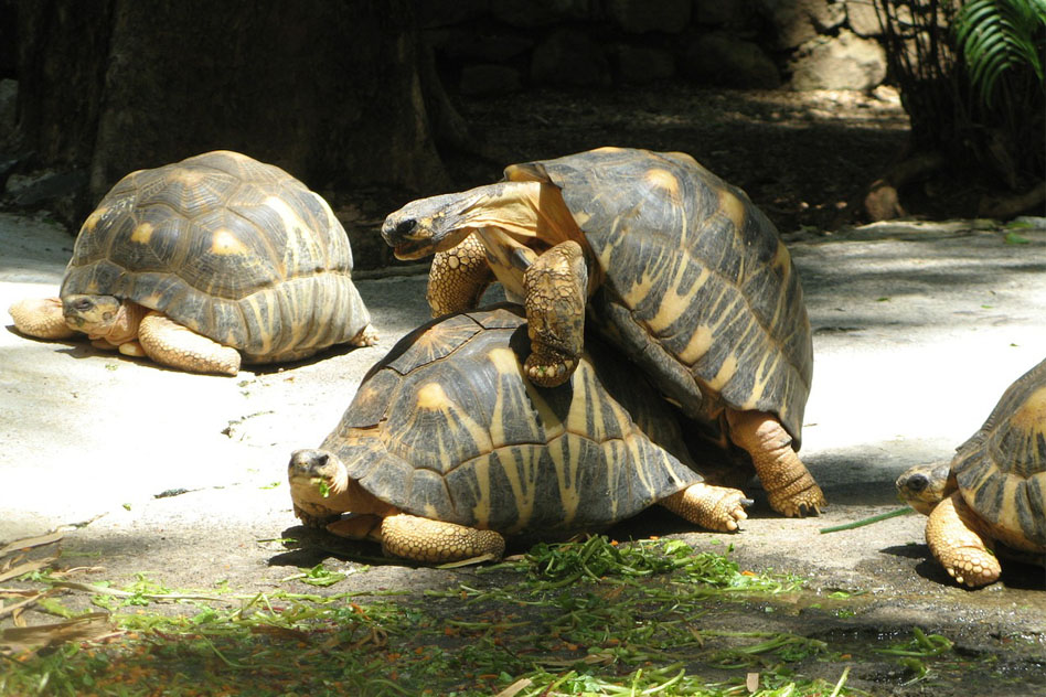 reproduccion-tortugas