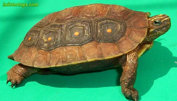Rhinoclemmys rubida - Mexican spotted wood turtle Rhinoclemmys rubida - Mexican spotted wood turtle