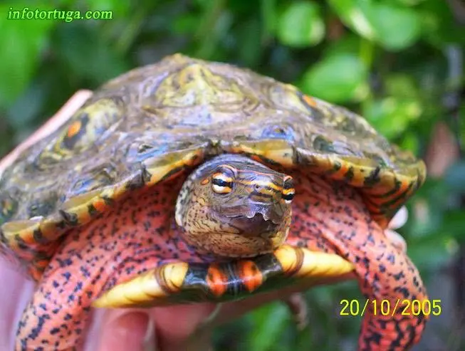 Rhinoclemmys pulcherrima pulcherrima Rhinoclemmys pulcherrima pulcherrima