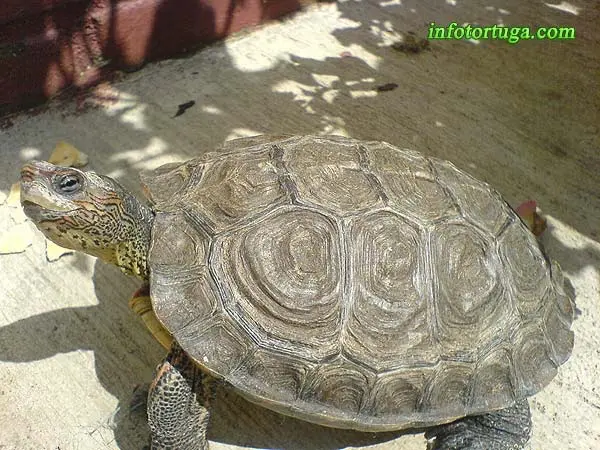 Rhinoclemmys pulcherrima incisa Rhinoclemmys pulcherrima incisa