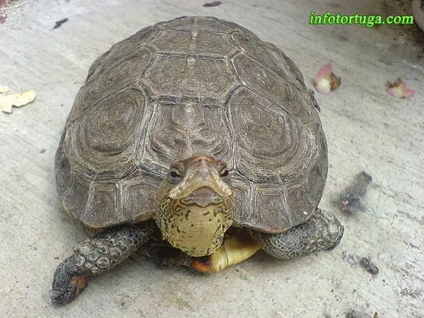 Rhinoclemmys pulcherrima incisa Rhinoclemmys pulcherrima incisa