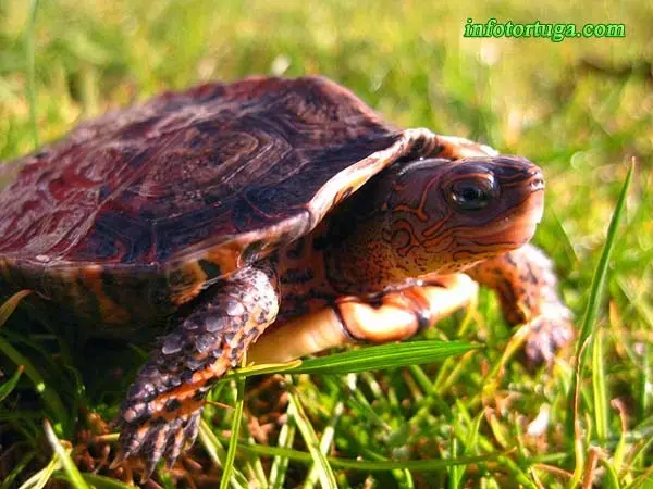 Rhinoclemmys pulcherrima incisa Rhinoclemmys pulcherrima incisa