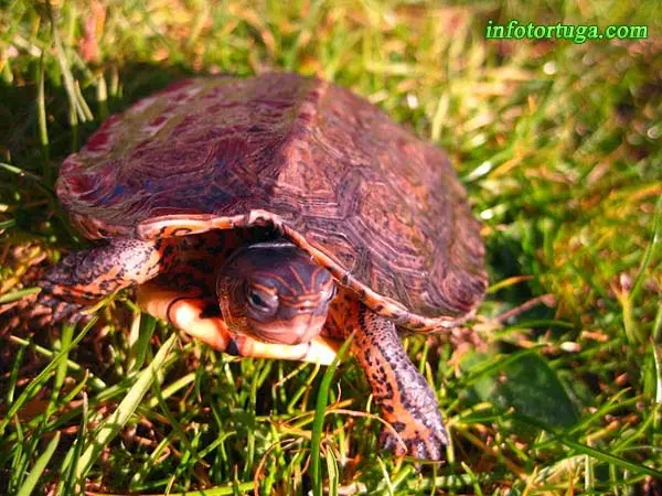 Rhinoclemmys pulcherrima incisa Rhinoclemmys pulcherrima incisa