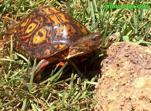 Rhinoclemmys pulcherrima manni Rhinoclemmys pulcherrima manni