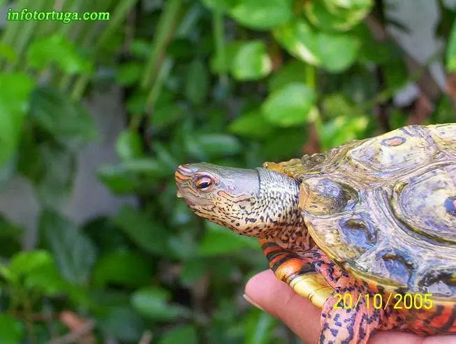 Rhinoclemmys pulcherrima pulcherrima Rhinoclemmys pulcherrima pulcherrima