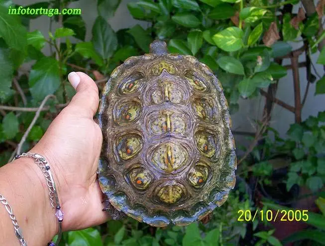 Rhinoclemmys pulcherrima pulcherrima - México Rhinoclemmys pulcherrima pulcherrima - México