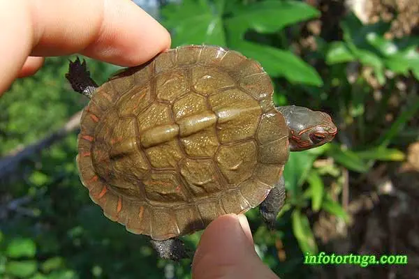 Rhinoclemmys pulcherrima pulcherrima, cría Rhinoclemmys pulcherrima pulcherrima, cría