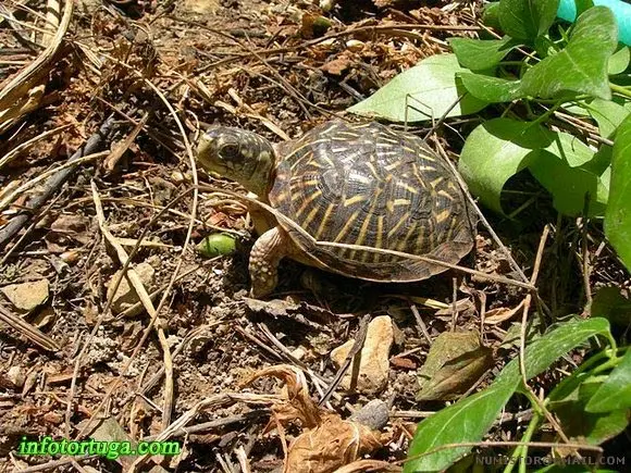 Terrapene ornata ornata Terrapene ornata ornata