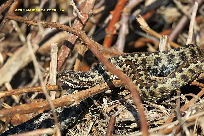 Seoane's viper Seoane's viper