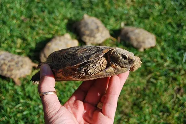 Malacochersus tornieri - Tortuga de las grietas Malacochersus tornieri - Tortuga de las grietas