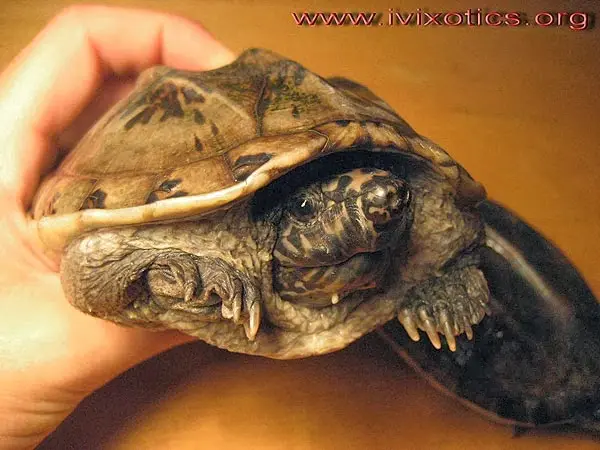Staurotypus triporcatus, México Staurotypus triporcatus, México