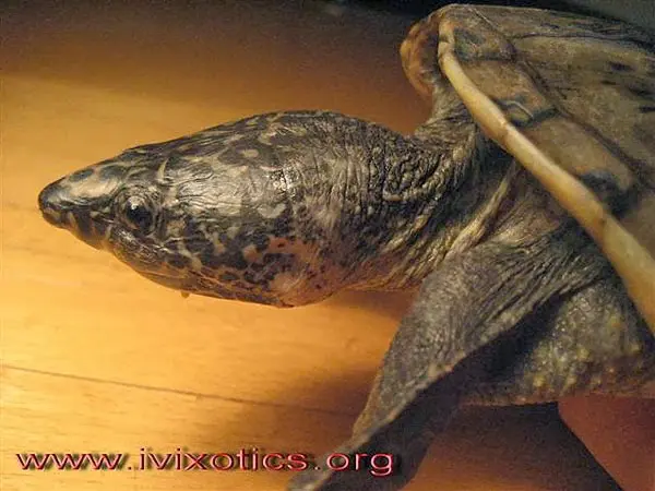Staurotypus triporcatus, mexican giant musk turtle Staurotypus triporcatus, mexican giant musk turtle
