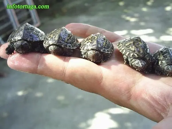Crías de Staurotypus triporcatus Crías de Staurotypus triporcatus