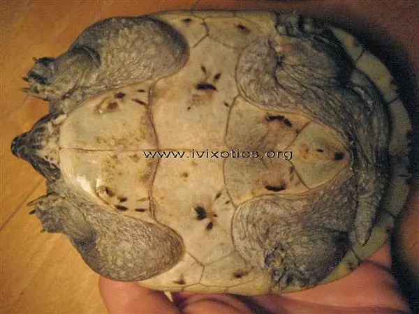 Staurotypus triporcatus, plastrón Plastrón de Staurotypus triporcatus