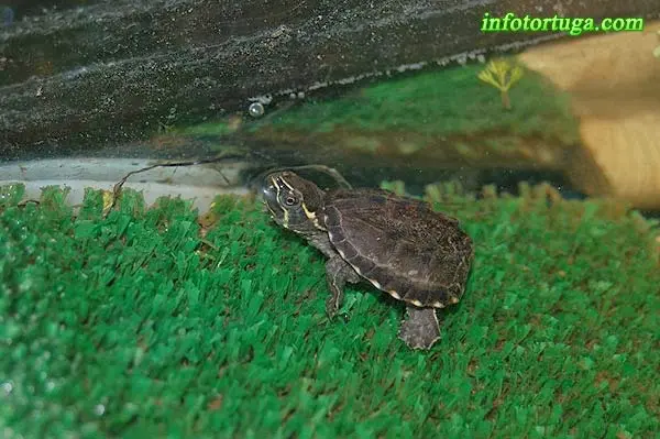 Sternotherus odoratus Sternotherus odoratus