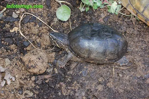 Sternotherus odoratus Sternotherus odoratus