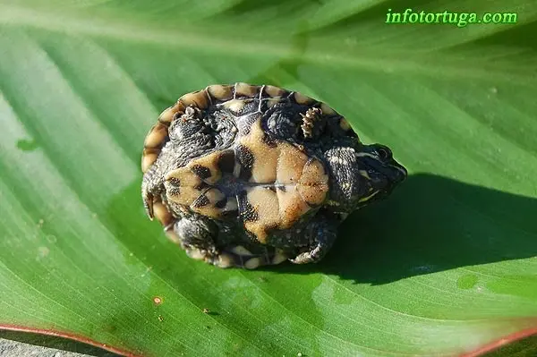 Cría de Sternotherus odoratus Cría de Sternotherus odoratus
