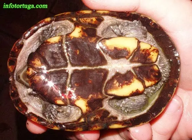 Sternotherus odoratus, plastrón Sternotherus odoratus, plastrón