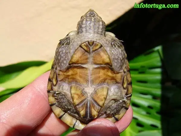 Sternotherus odoratus, plastrón Sternotherus odoratus, plastrón